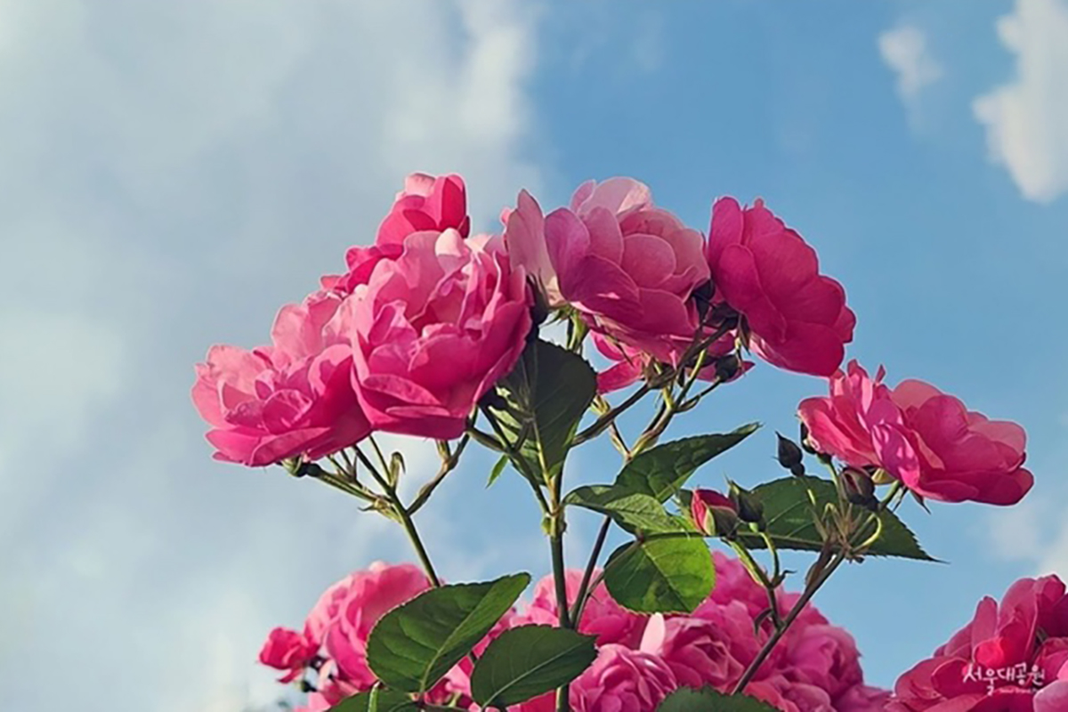 首爾動物園/空中纜車套票