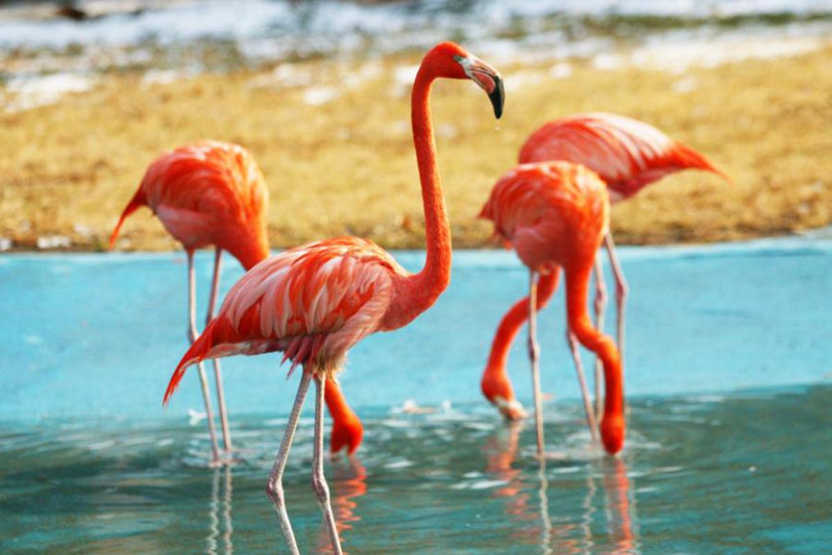 首爾動物園/空中纜車套票