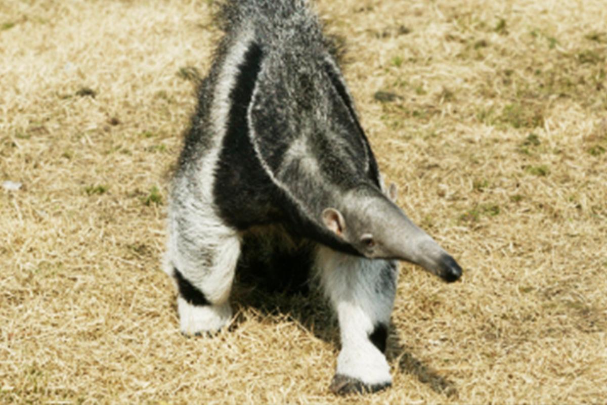 首爾動物園/空中纜車套票