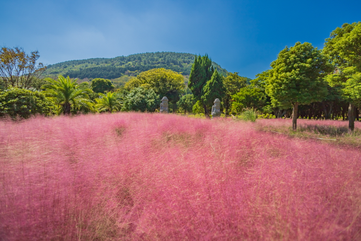 濟州Mazeland迷宮公園 花園