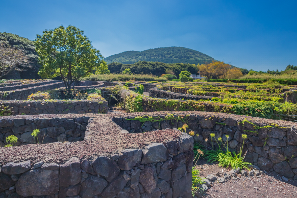 Mê cung Maze Land đảo jeju