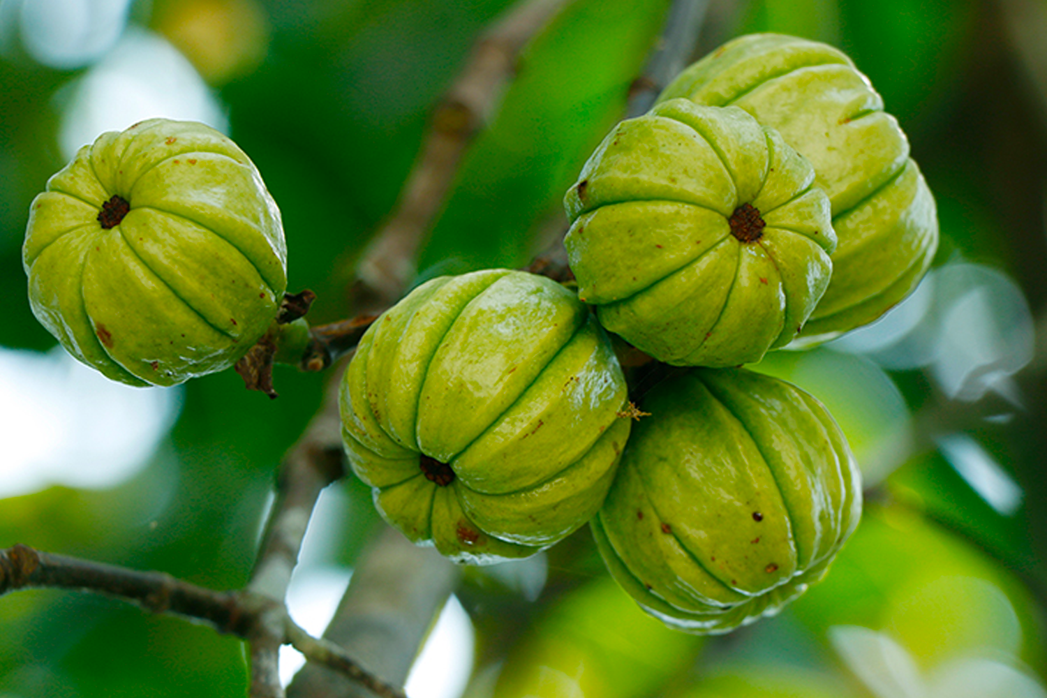 藤黃果，又稱馬拉巴爾羅望子的果實，特寫展示出其綠色的外觀，是東南亞與印度常見的減肥成分之一。
