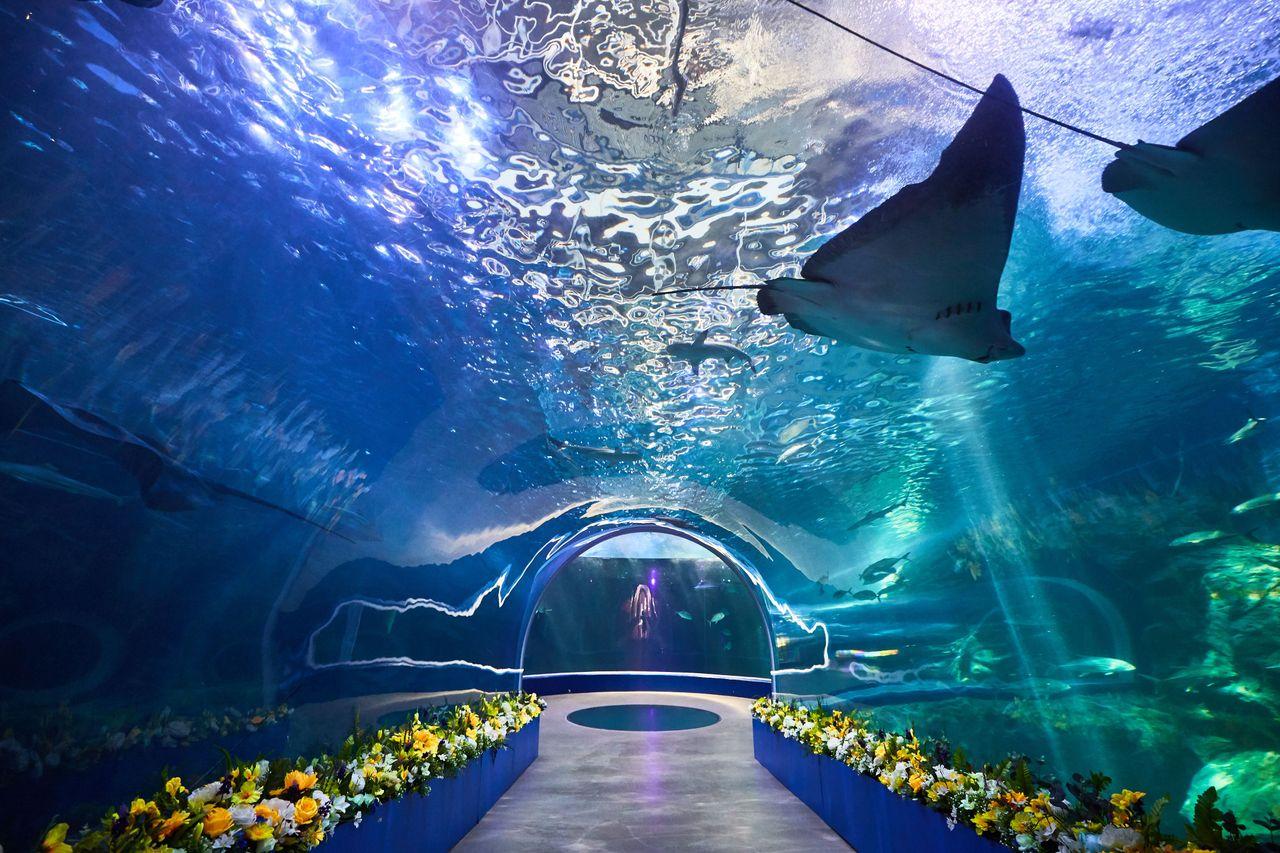 Билеты на выставку Aqua Planet и Хельги Стензель в Йосу