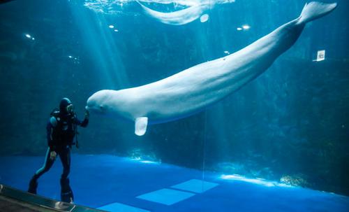 The Diver and the Beluga: A Story of an Unexpected Friendship Beneath the Ice Vé vào cửa thuỷ cung Aqua Planet Yeosu và Bảo tàng Sắc ...