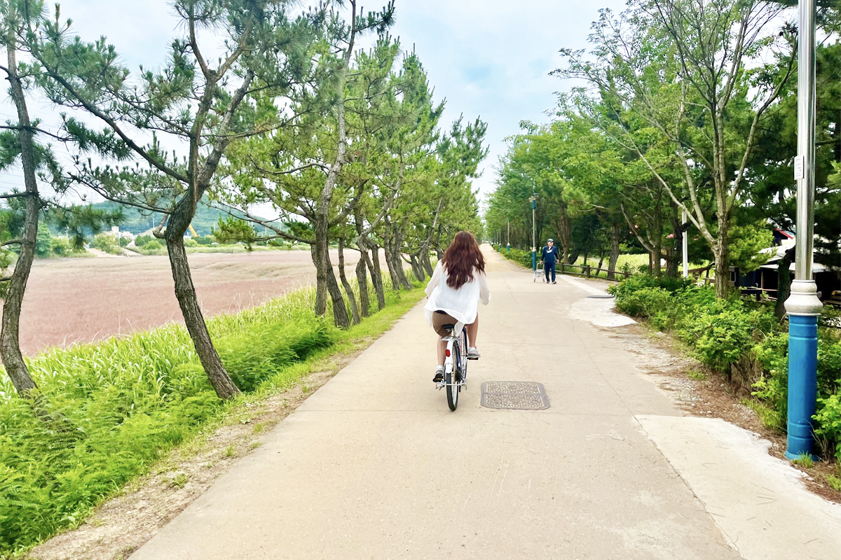 韓国、韓国旅行、韓国観光、ソウル近郊、仁川旅行、韓国グルメ、仁川、インチョン、蘇萊湿地生態公園、蘇萊浦口総合魚市場、トンクンカルグクス、ドラマロケ地、塩田