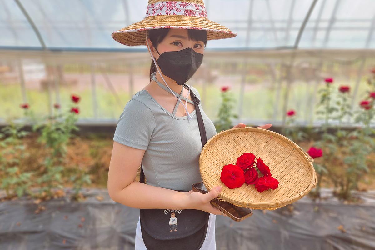 Image d'un participant choisissant des roses fraîches dans un jardin pour le cours de thé floral.