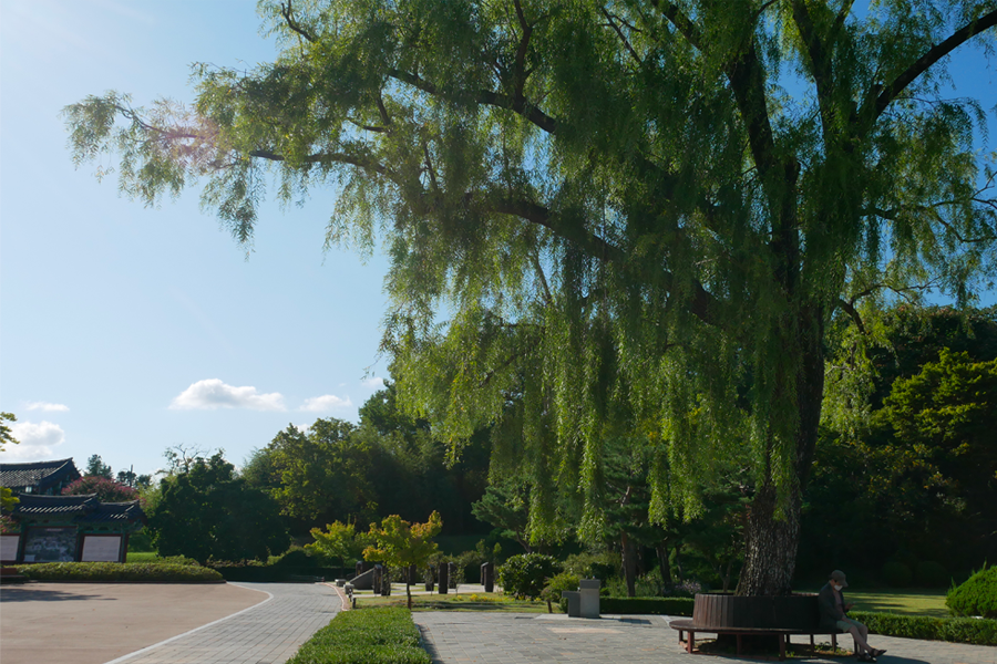 烏竹軒景區內的巨大樹木和小徑，背景為藍天白雲，顯示江陵的自然美和寧靜的氣氛，適合漫步和放鬆的觀光地。