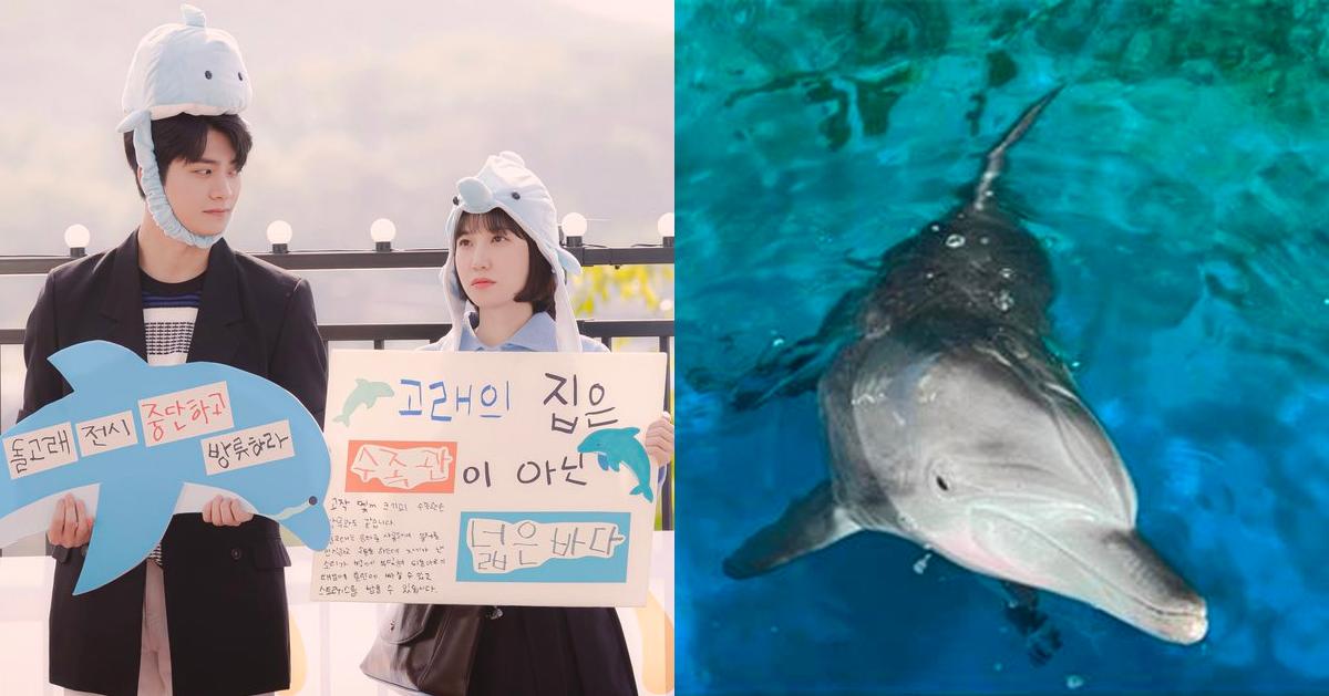 韩国水生馆将放流海豚回归大海