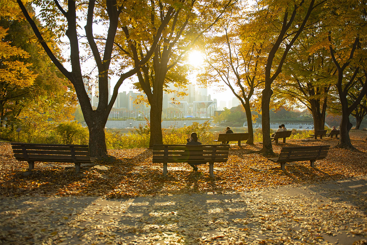 韓國旅行 韓國旅行團 首爾旅行 首爾旅行團 韓國秋天 韓國紅葉 韓國楓葉 韓國秋天旅行 奧林匹克公園 價錢 預約