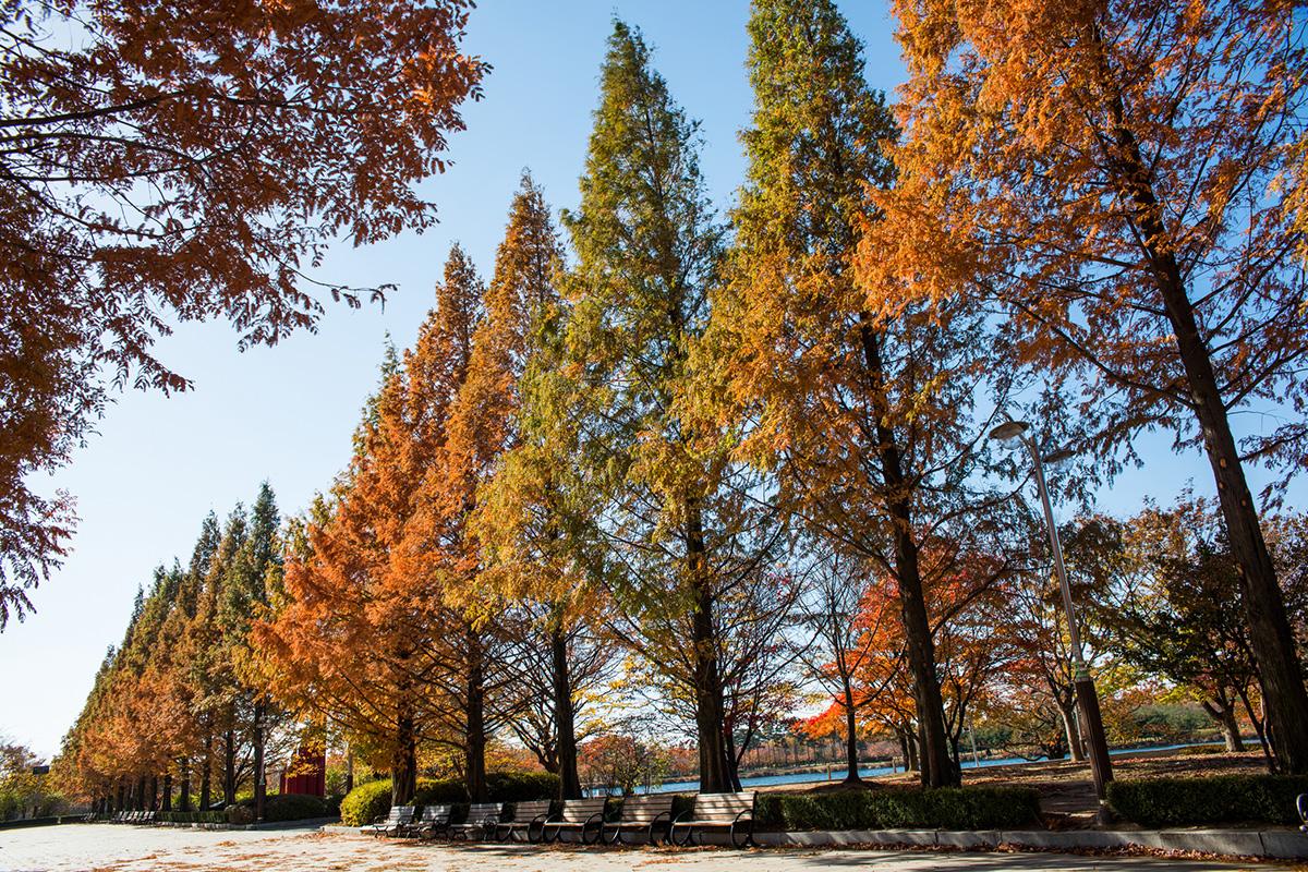 công viên grand incheon trong Tour 1 ngày ngắm lá mùa thu ngẫu nhiên ở Seoul và Gyeonggi