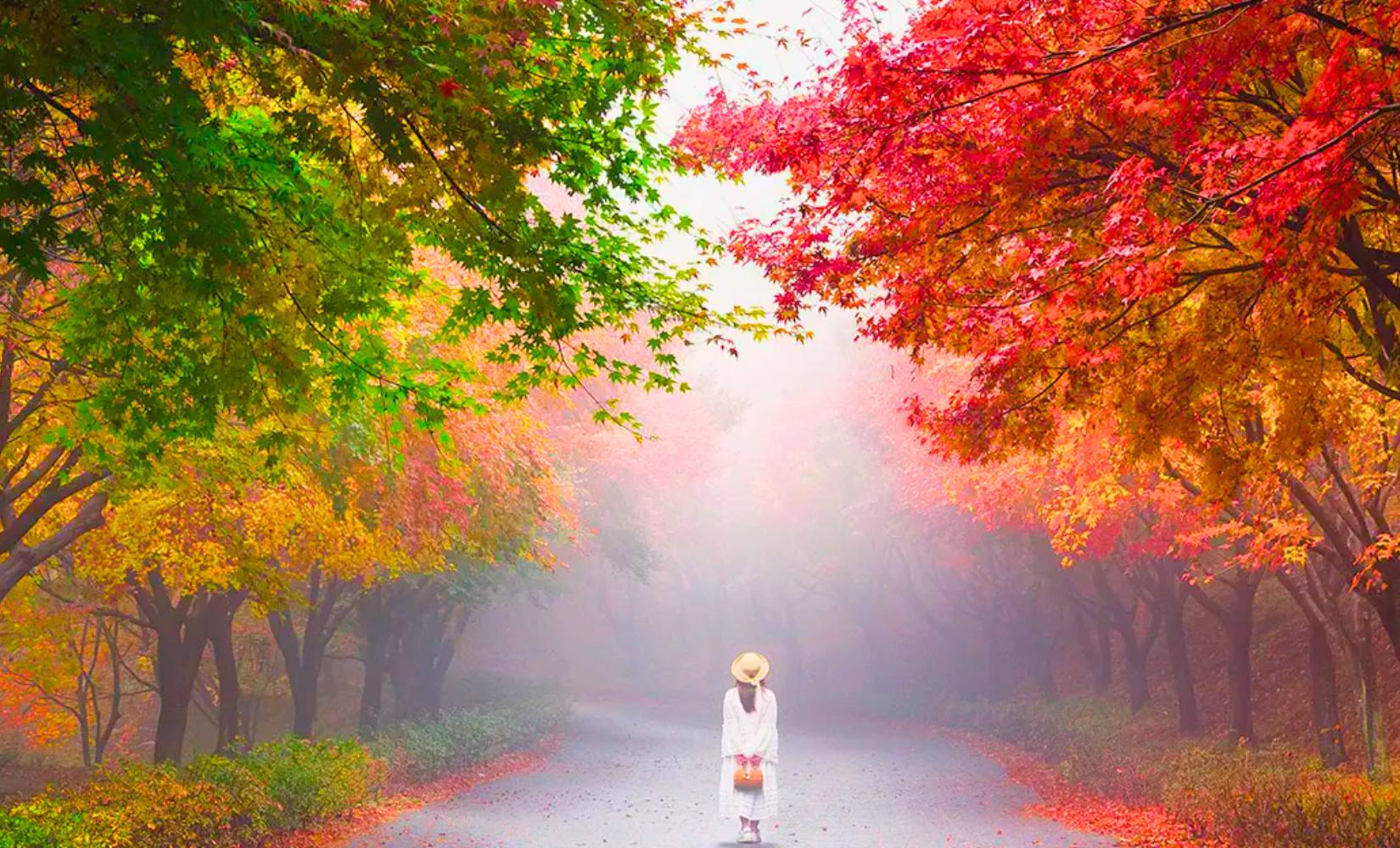 Tour 1 ngày ngắm lá đỏ ngẫu nhiên ở Hàn Quốc, khởi hành từ Seoul