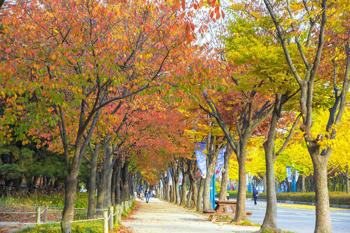 công viên grand incheon trong Tour 1 ngày ngắm lá mùa thu ngẫu nhiên ở Seoul và Gyeonggi