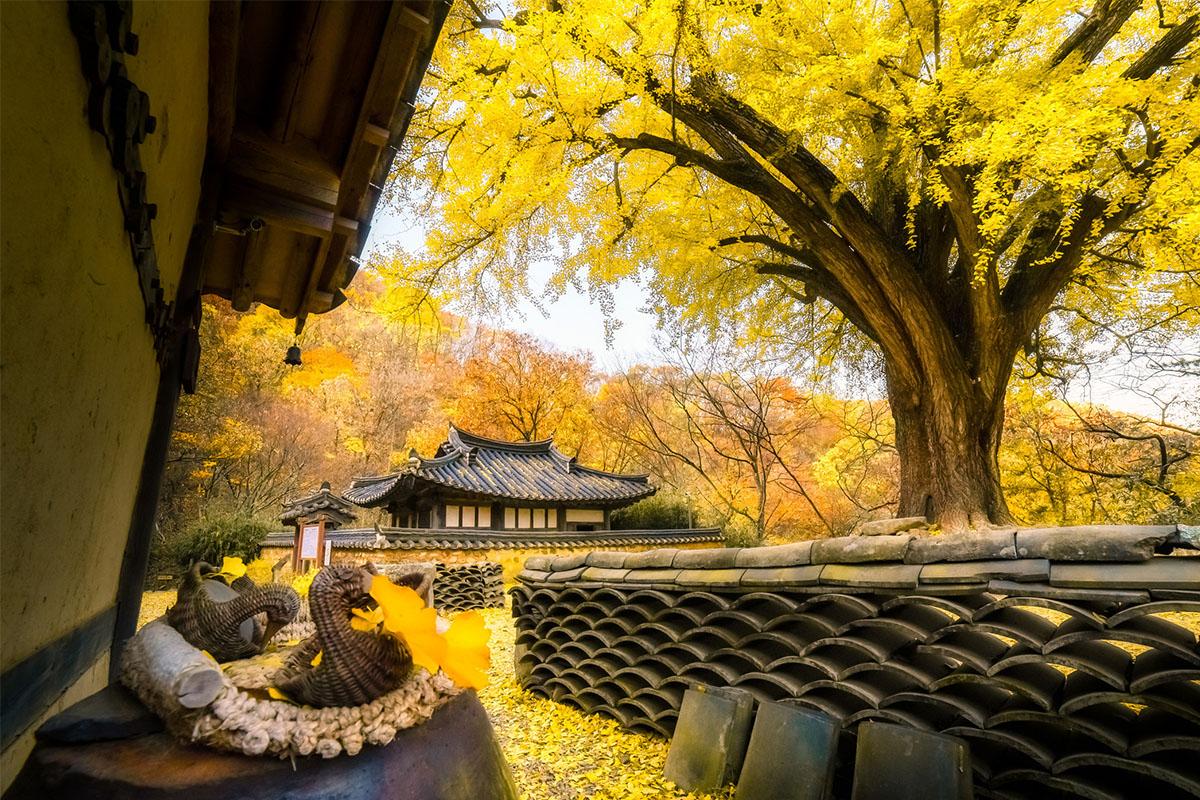 Fall Foliage Random Tour! Busan & Gyeongsang Edition