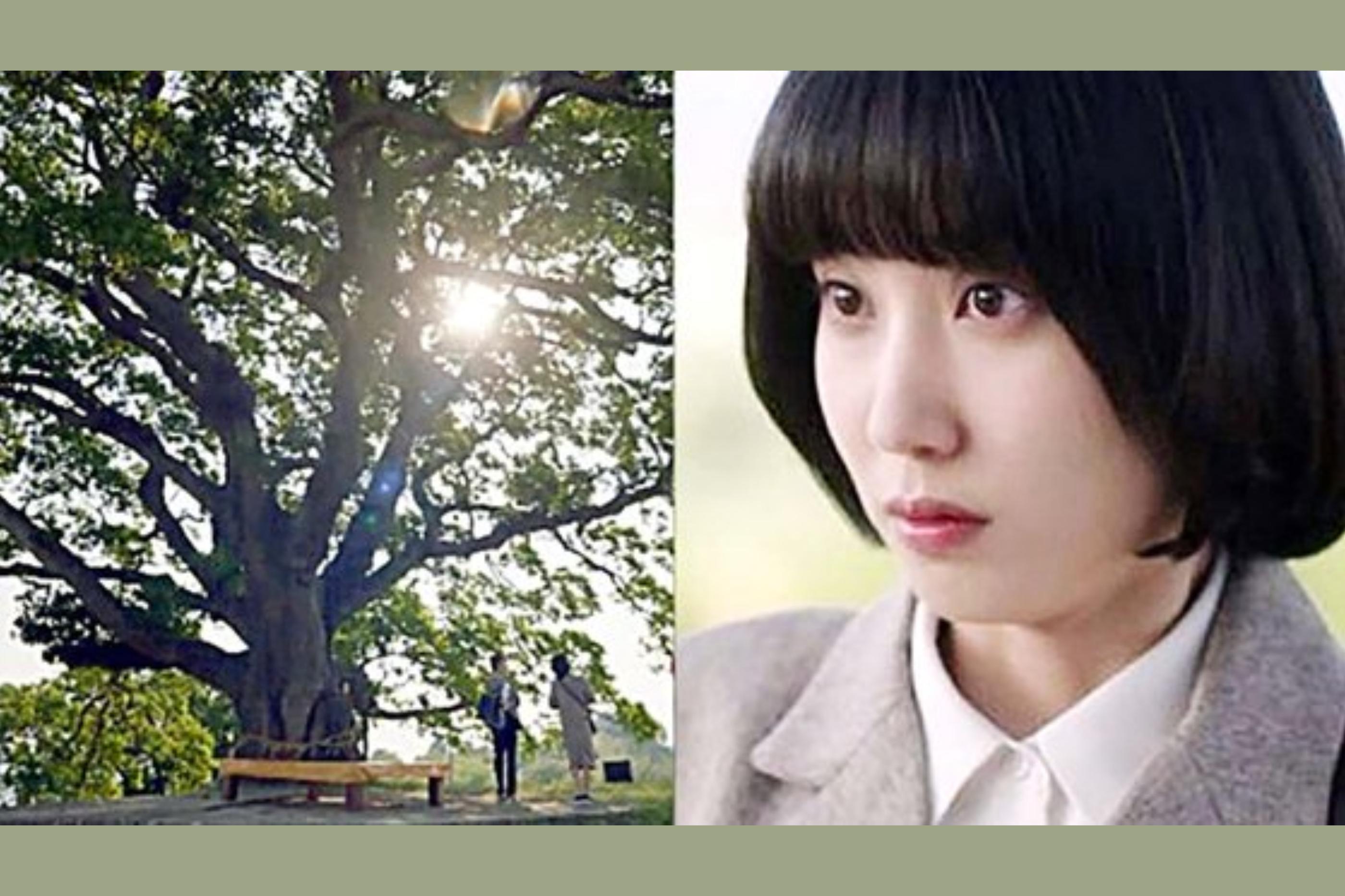 「ウ·ヨンウ『ソドク洞の榎の木』、本当の天然記念物になる」