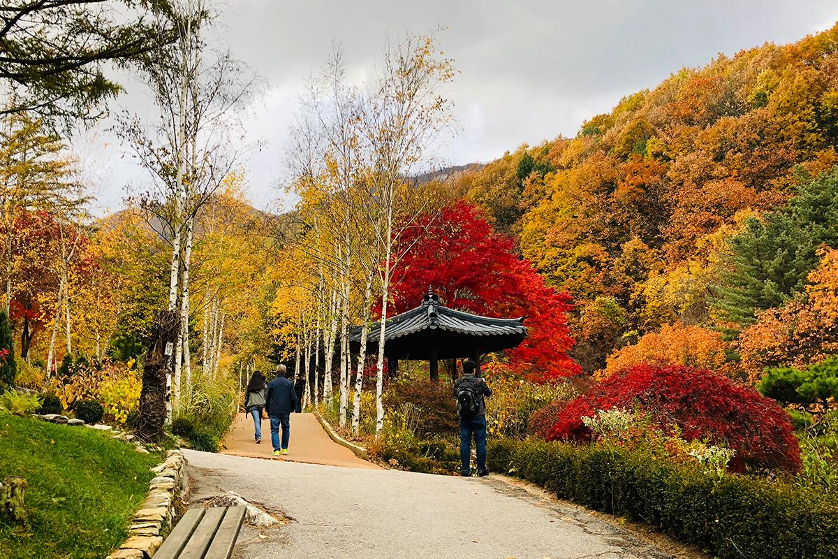 雪岳山国立公園 韓国ツアー 春川旅行 チュンチョン 南怡島 ナミソム アチムゴヨ樹木園