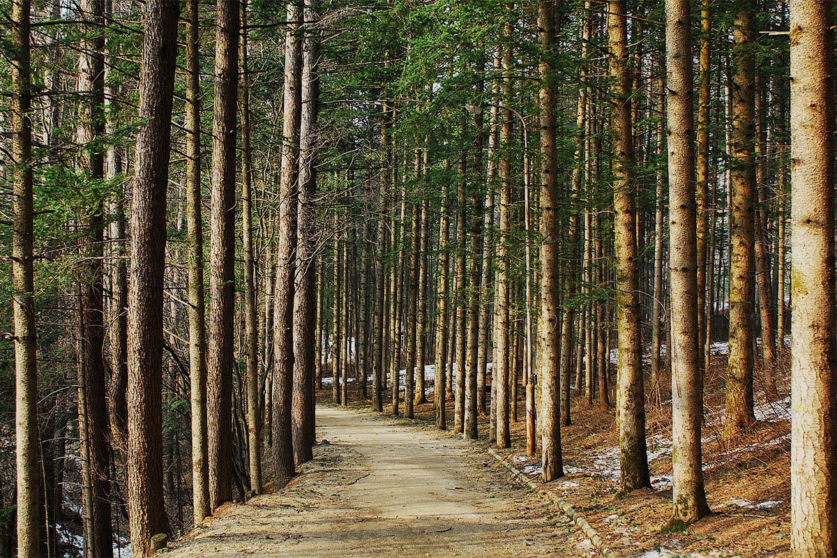 Cabaña de madera enclavada en el corazón del bosque de Daegwallyeong, proporcionando un refugio natural sereno.