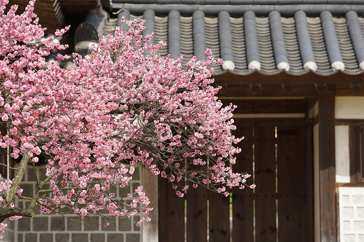 Flor de sakura floreciendo en la Casa Seongyojang, símbolo de la primavera coreana.