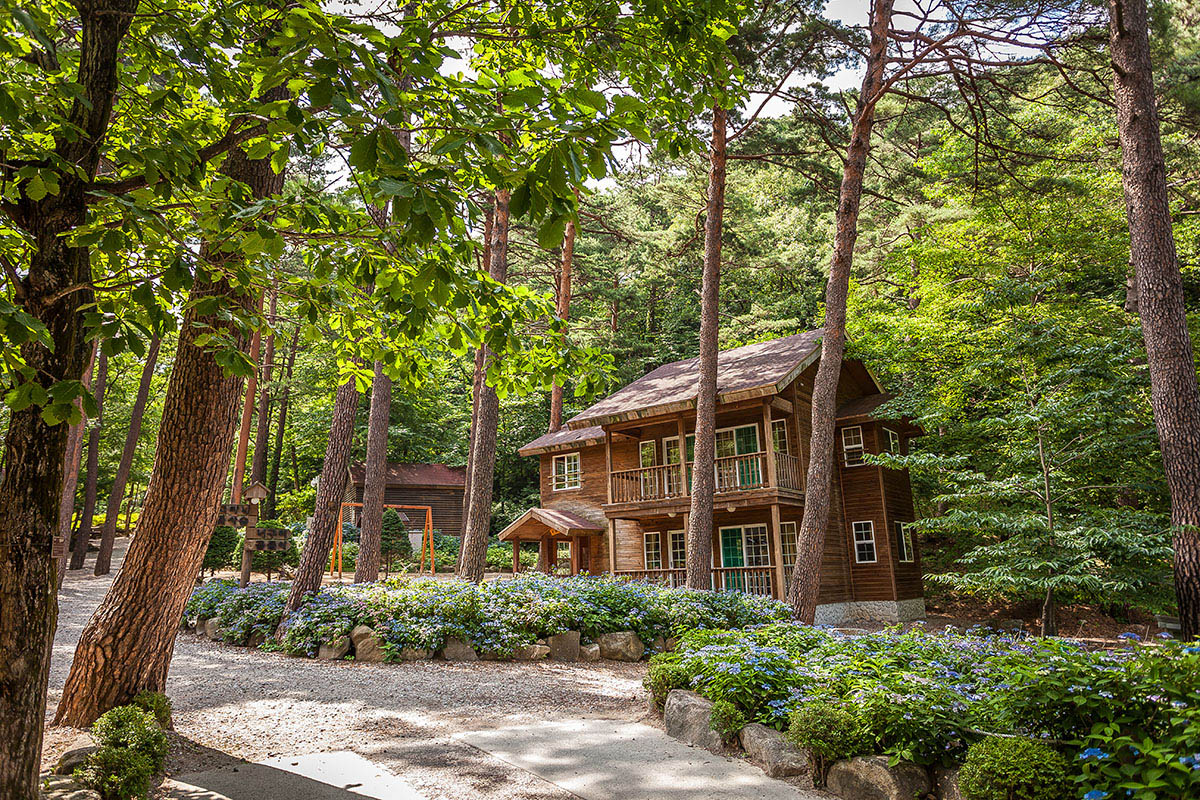 Sendero forestal en Daegwallyeong, ofreciendo un camino tranquilo a través de la rica vida vegetal.
