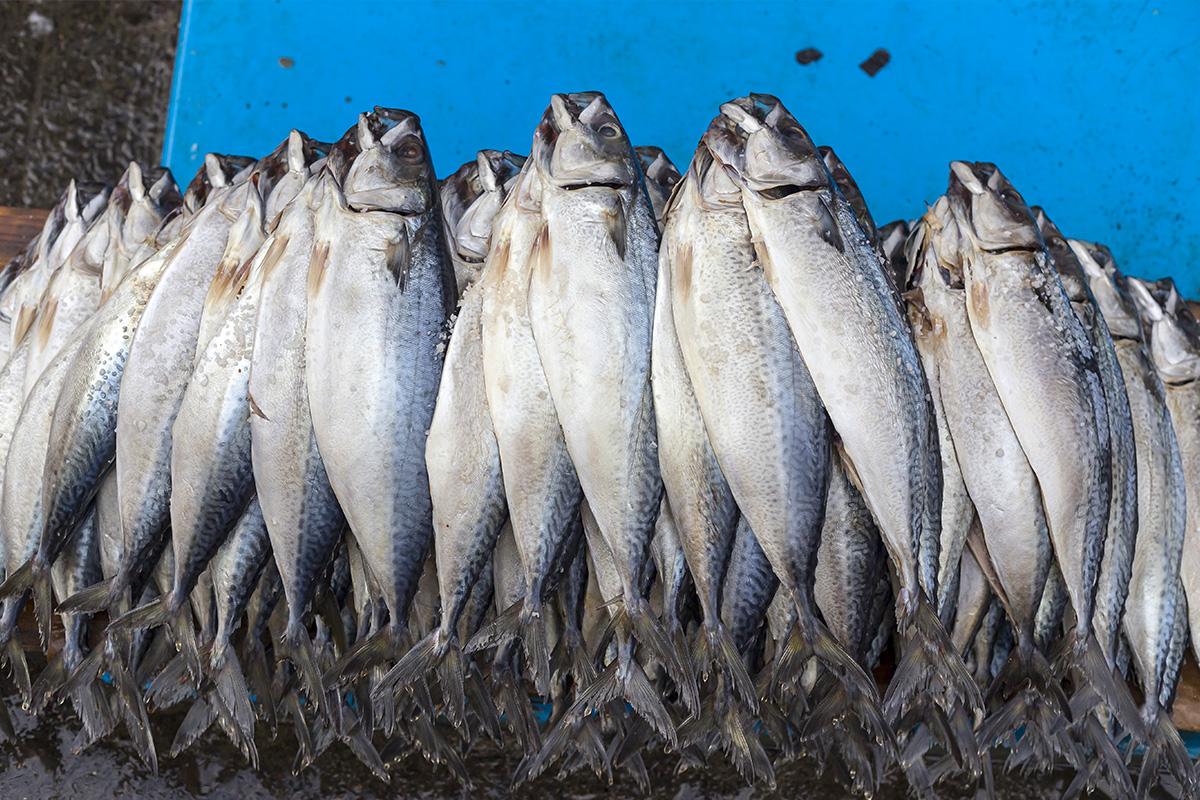 Mercado de pescado y marisco fresco, famoso en Nampo-dong, Busan, Corea del Sur.