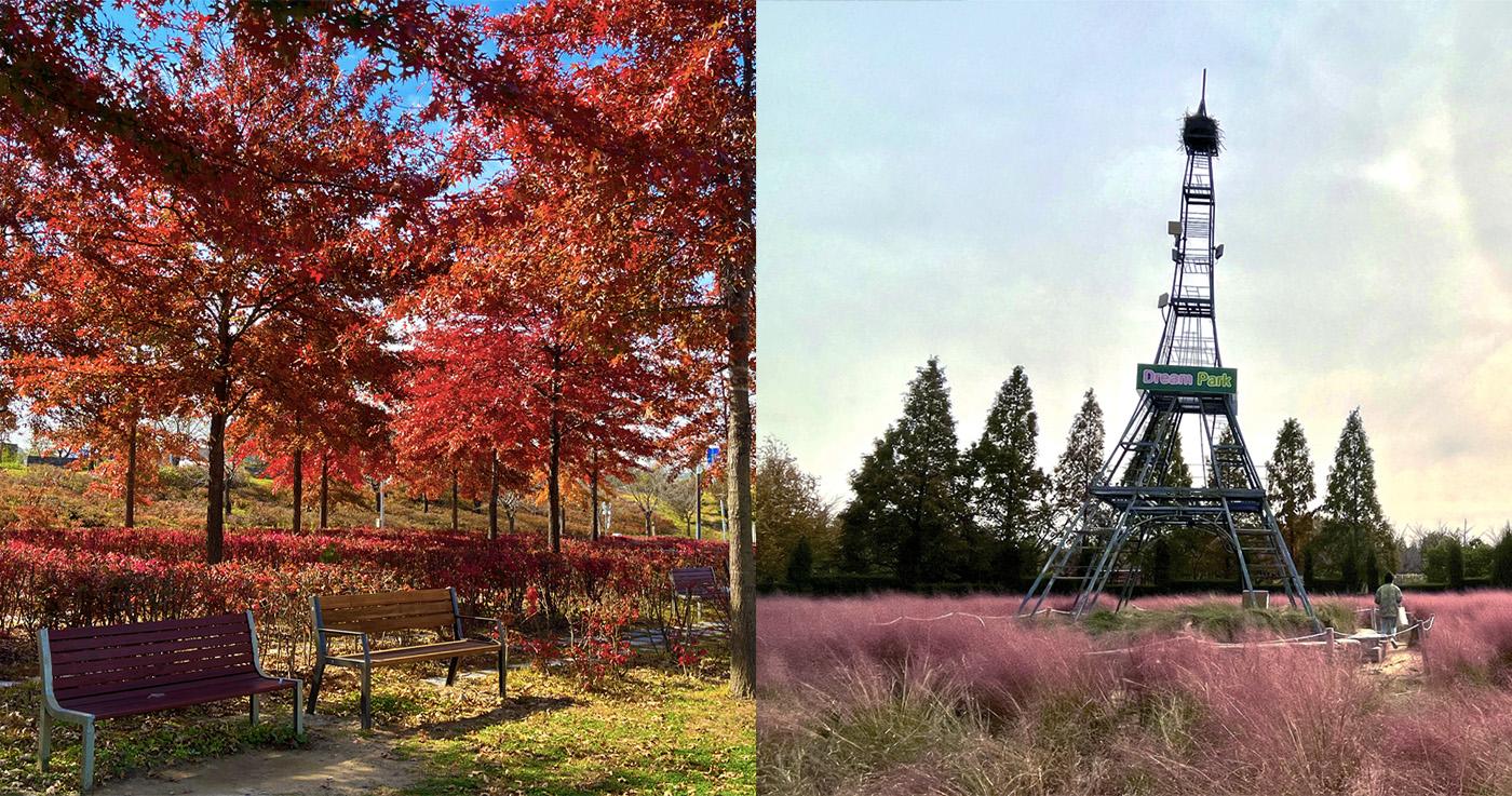 พาเที่ยวสวนอินชอนดรีมพาร์คในช่วงฤดูใบไม้ร่วง 🍁