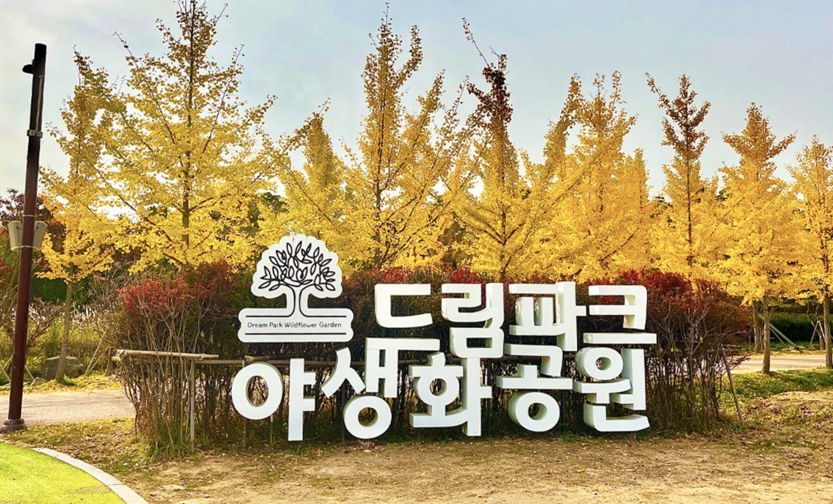 Incheon Dream Park: Công viên rực rỡ các loài hoa vào mùa thu ở Hàn Quốc
