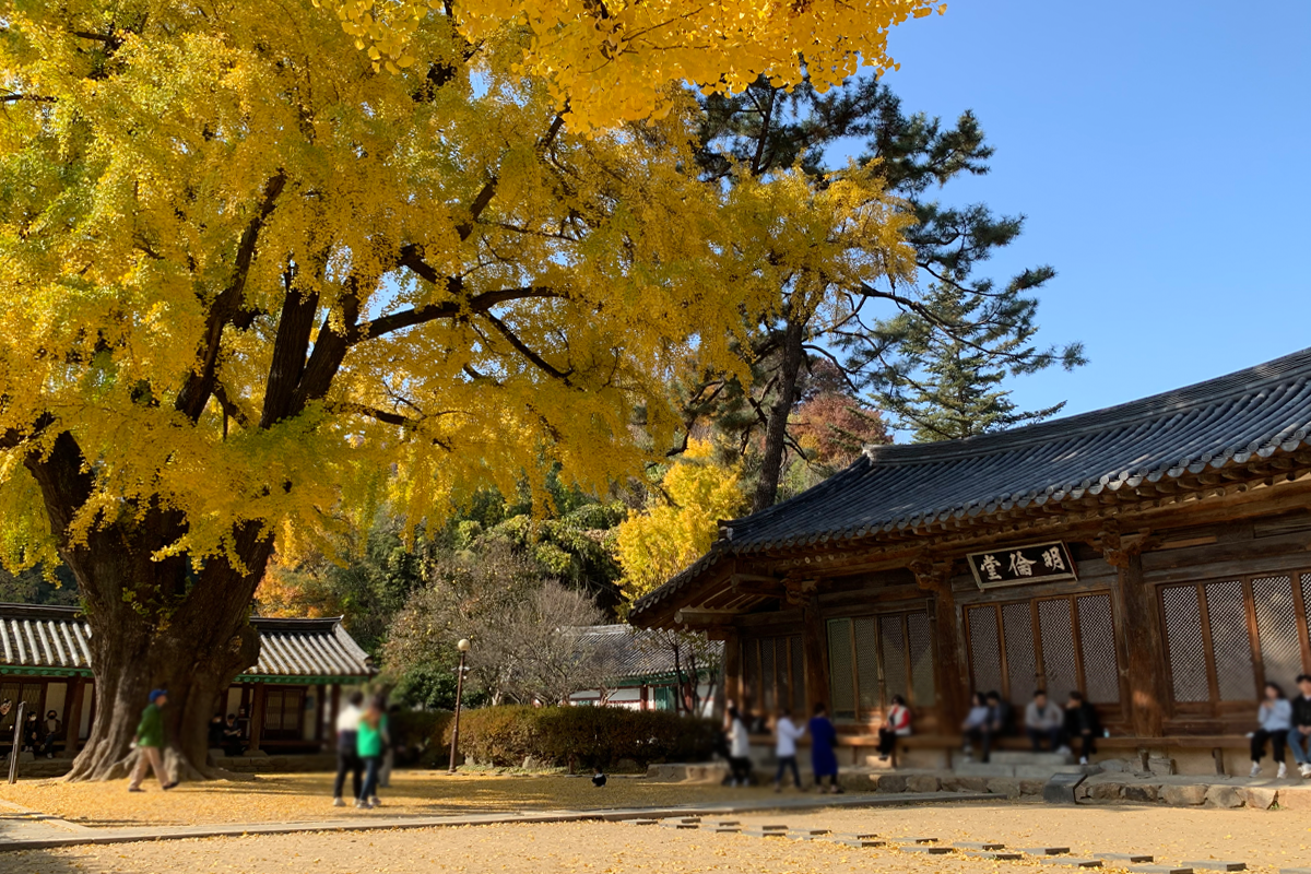 Cảnh quan tuyệt đẹp của Jeonju Hyanggyo với cây ngân hạnh cổ thụ và kiến trúc mái nhà truyền thống