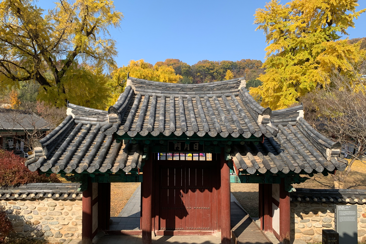 Jeonju Hyanggyo vào mùa thu với lá vàng rực rỡ và kiến trúc truyền thống của Hàn Quốc