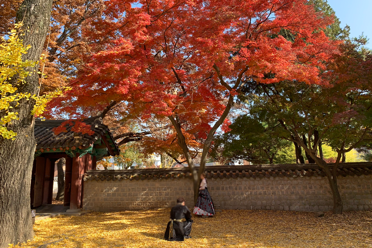 Khung cảnh mùa thu tuyệt đẹp tại Gyeonggijeon với du khách mặc hanbok chụp ảnh