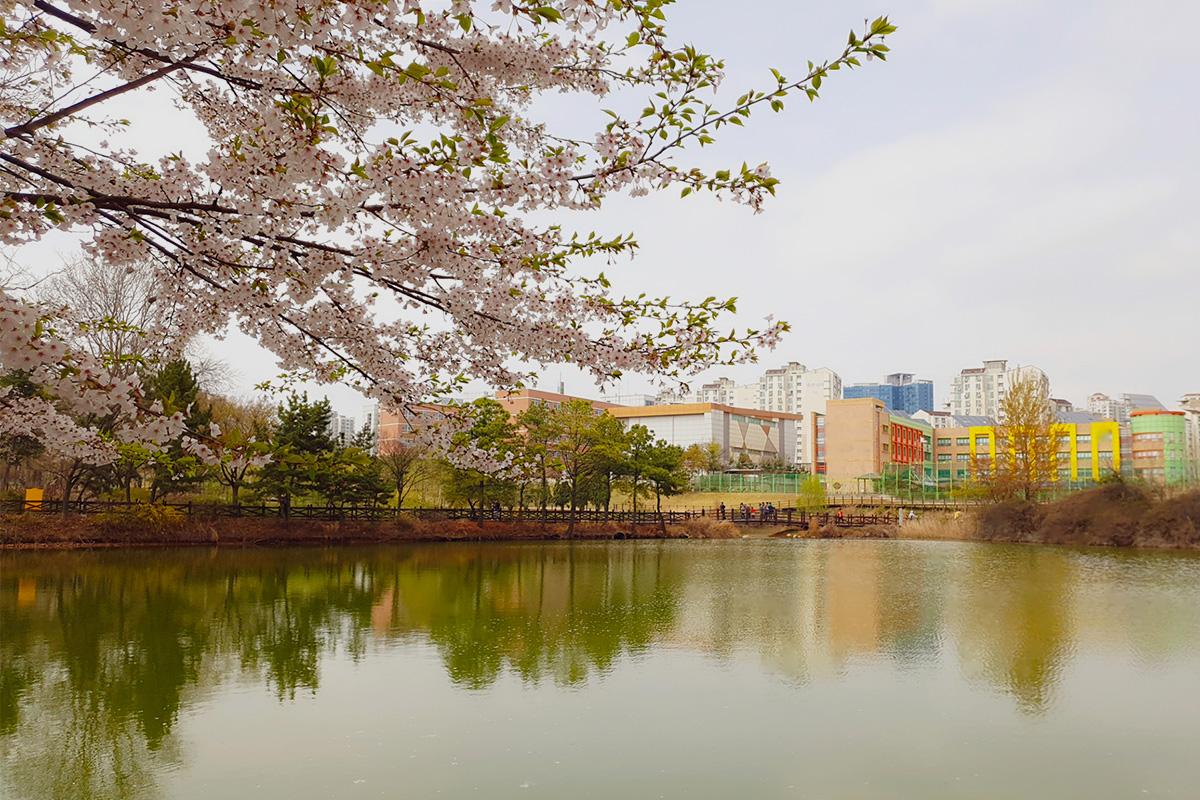 Cherry blossoms in full bloom over a serene pond in Neulsol-gil Park, capturing the beauty of spring in South Korea.