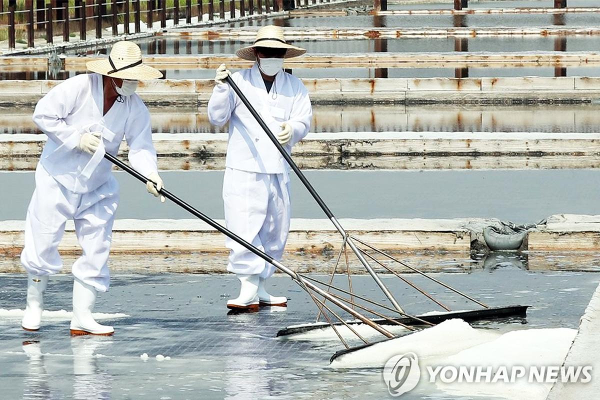 Traditional salt makers in white attire working at the salt fields of Sorae Ecology Park in Incheon, South Korea.