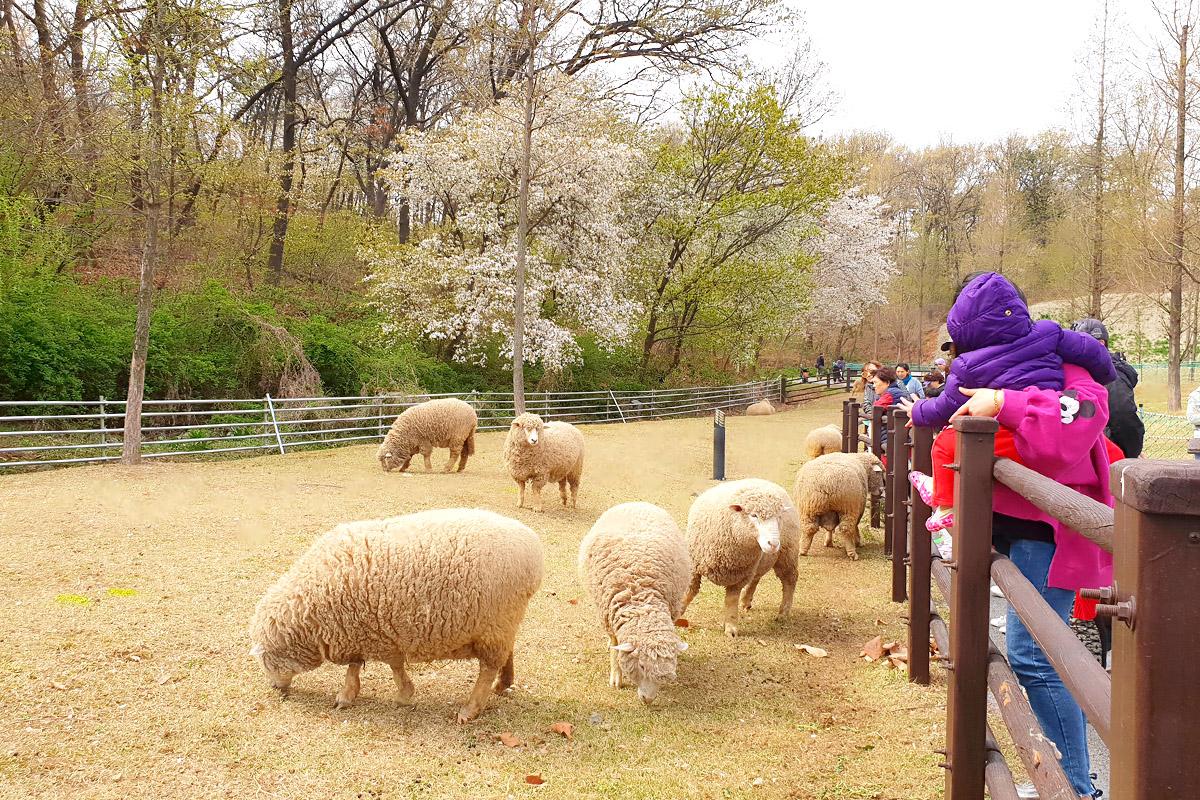 Sheep grazing in a field in Neulsol-gil Park Sheep Farm, with visitors observing and lush greenery in the background.