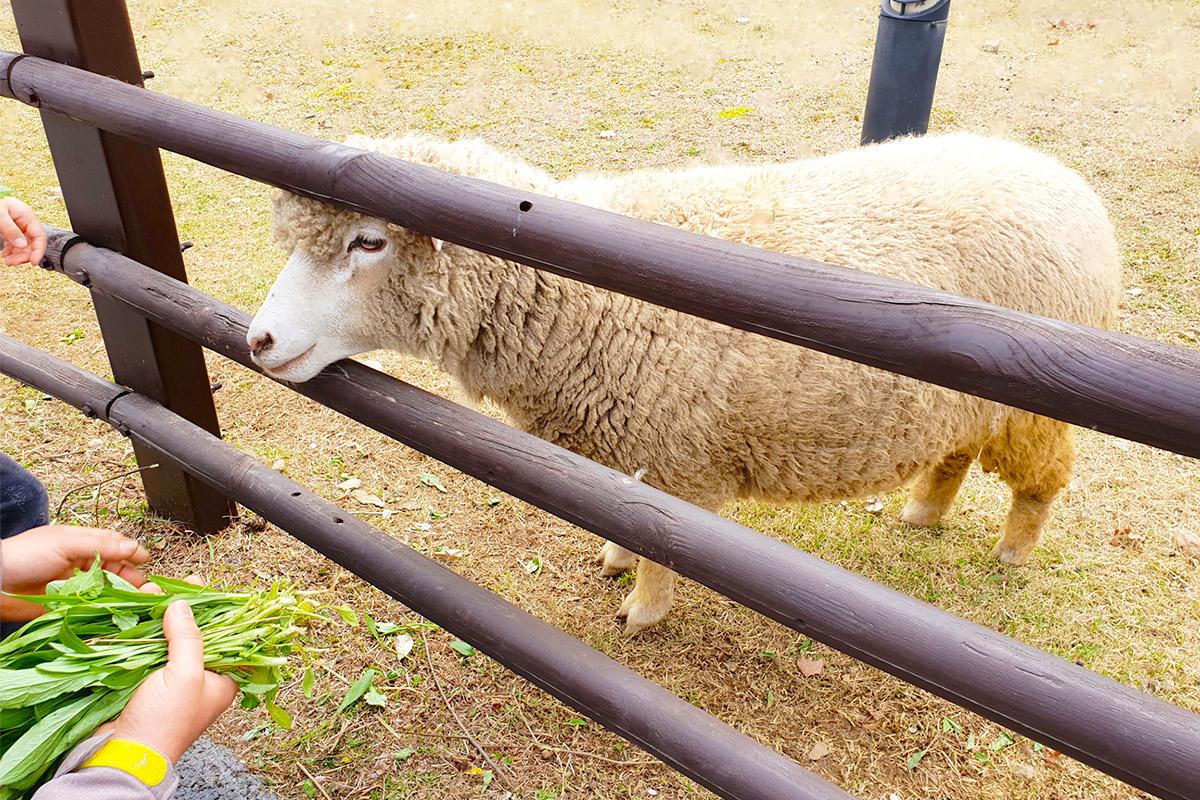 Close-up of a sheep being fed by a visitor at Neulsol-gil Park Sheep Farm, showcasing the interactive experience.