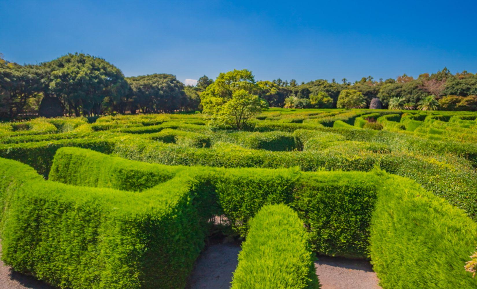 Maze Land: Mê cung lớn nhất đảo Jeju bạn nên ghé thăm! 