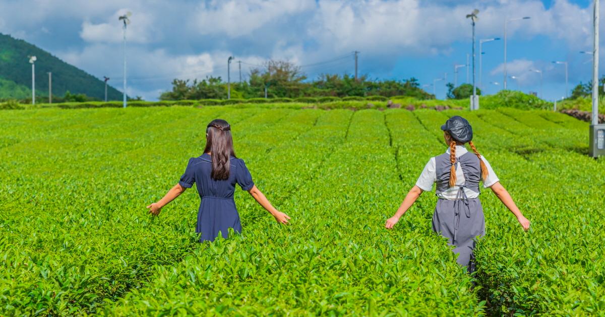 代订｜济州O’sulloc茶博物馆