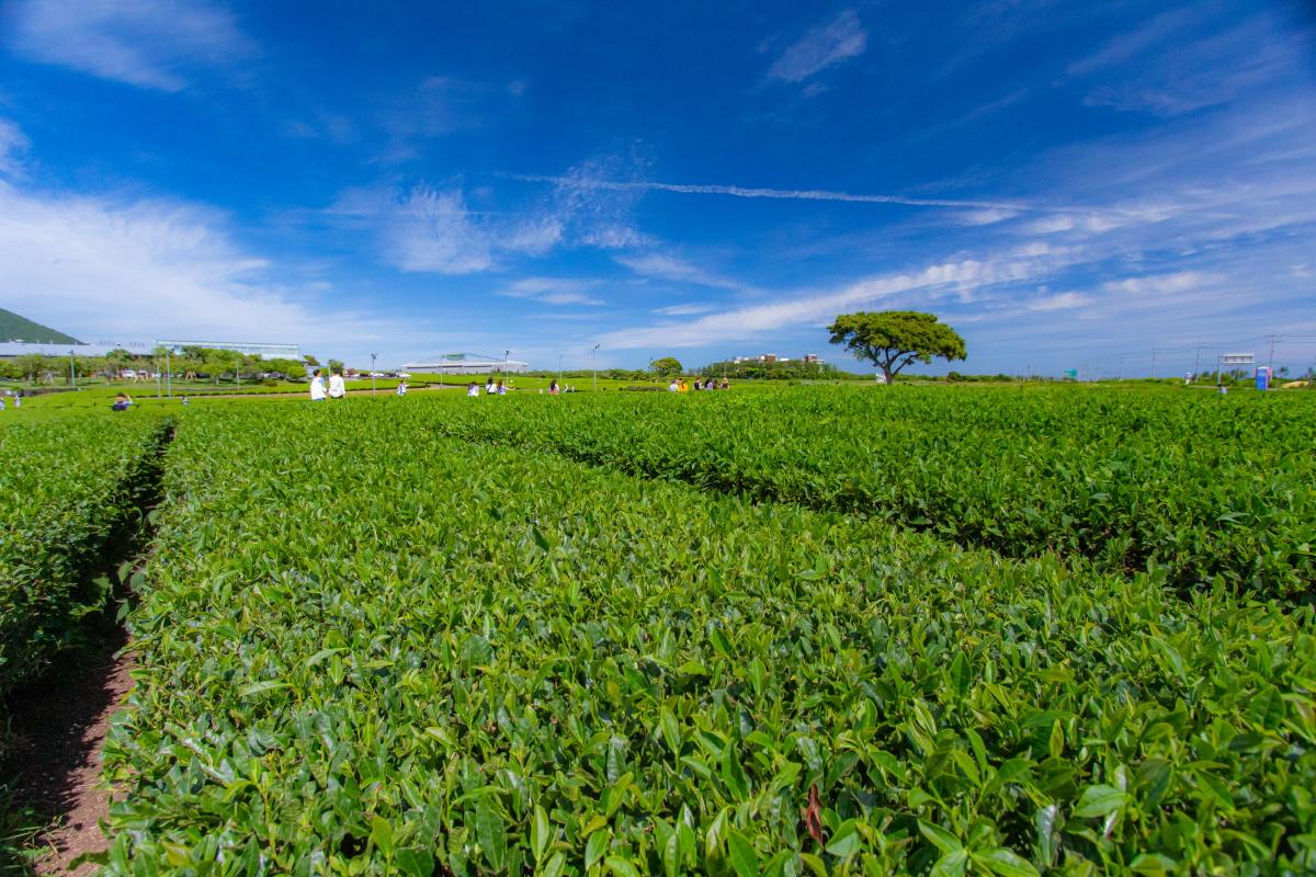 Expansive green tea fields under a bright blue sky at Jeju Osulloc Tea Museum, a famous tourist attraction on Jeju Island, Korea