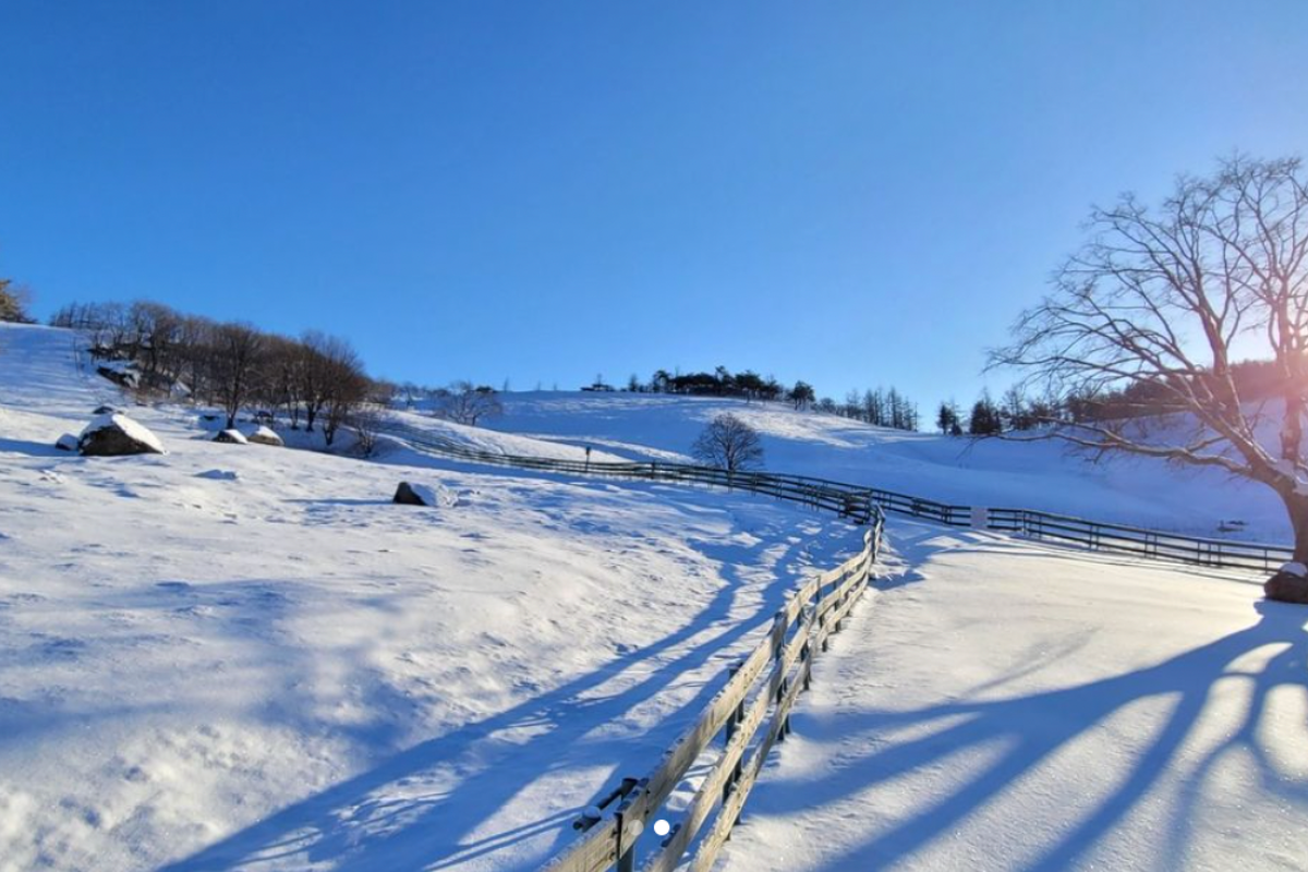 Ảnh trang trại cừu Daegwallyeong phủ đầy tuyết trắng.