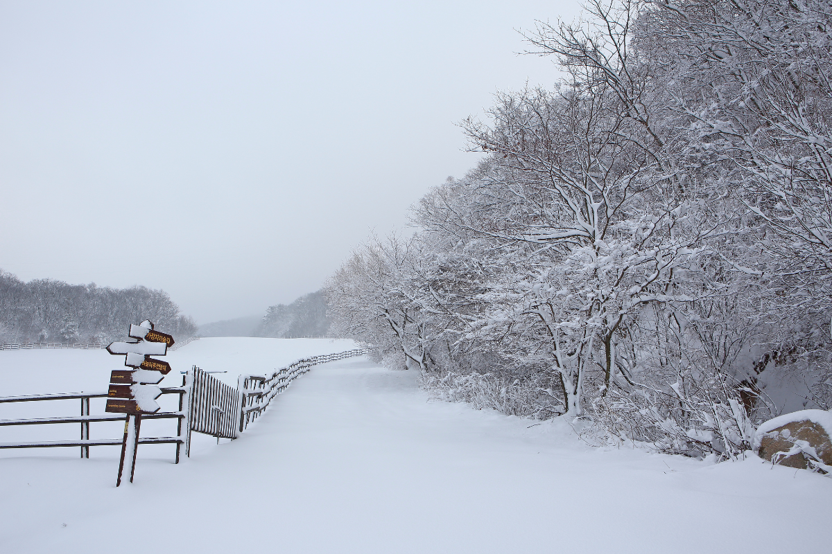 Con đường tuyết trắng tại Nông trường Daegwallyeong Sky Ranch, Hàn Quốc.