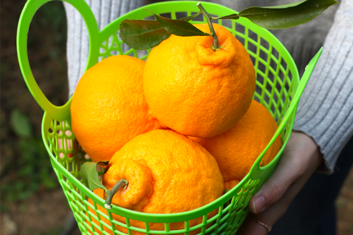 Hallabong ở Jeju - Danh sách đặc sản từng vùng miền nhất định phải mua khi đến Hàn Quốc