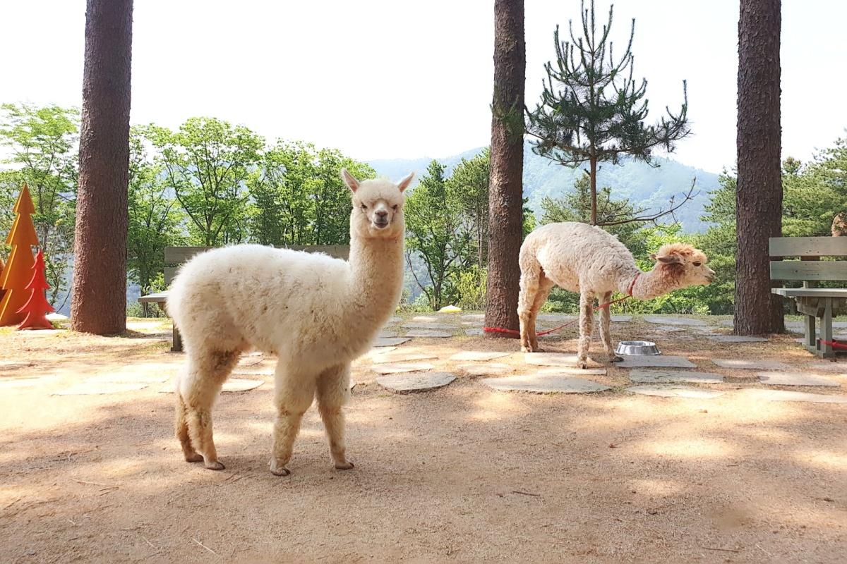 Alpacas tại Alpaca World ở Chuncheon, Hàn Quốc, trong khung cảnh thiên nhiên xanh tươi, nơi du khách có thể trải nghiệm cuộc sống động vật hoang dã và thư giãn tâm hồn.