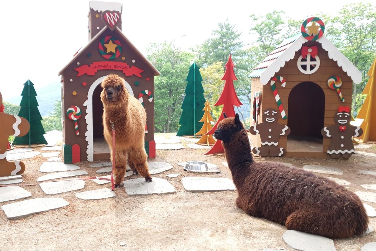 Alpacas đứng trước ngôi nhà kẹo trang trí tại Alpaca World, nơi du khách có thể tìm thấy sự bình yên giữa thiên nhiên và thú vị trong vương quốc động vật.