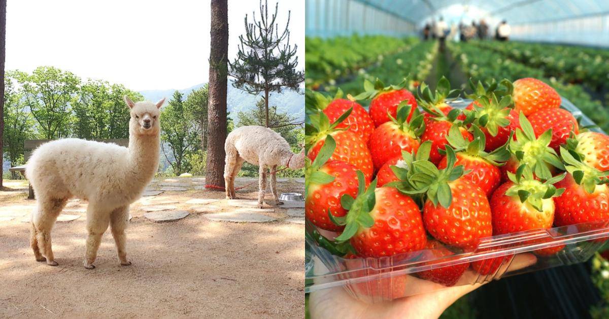 Alpaca World + Gubongsan Cafe Street + Fruit Picking + Skywalk Private Tour