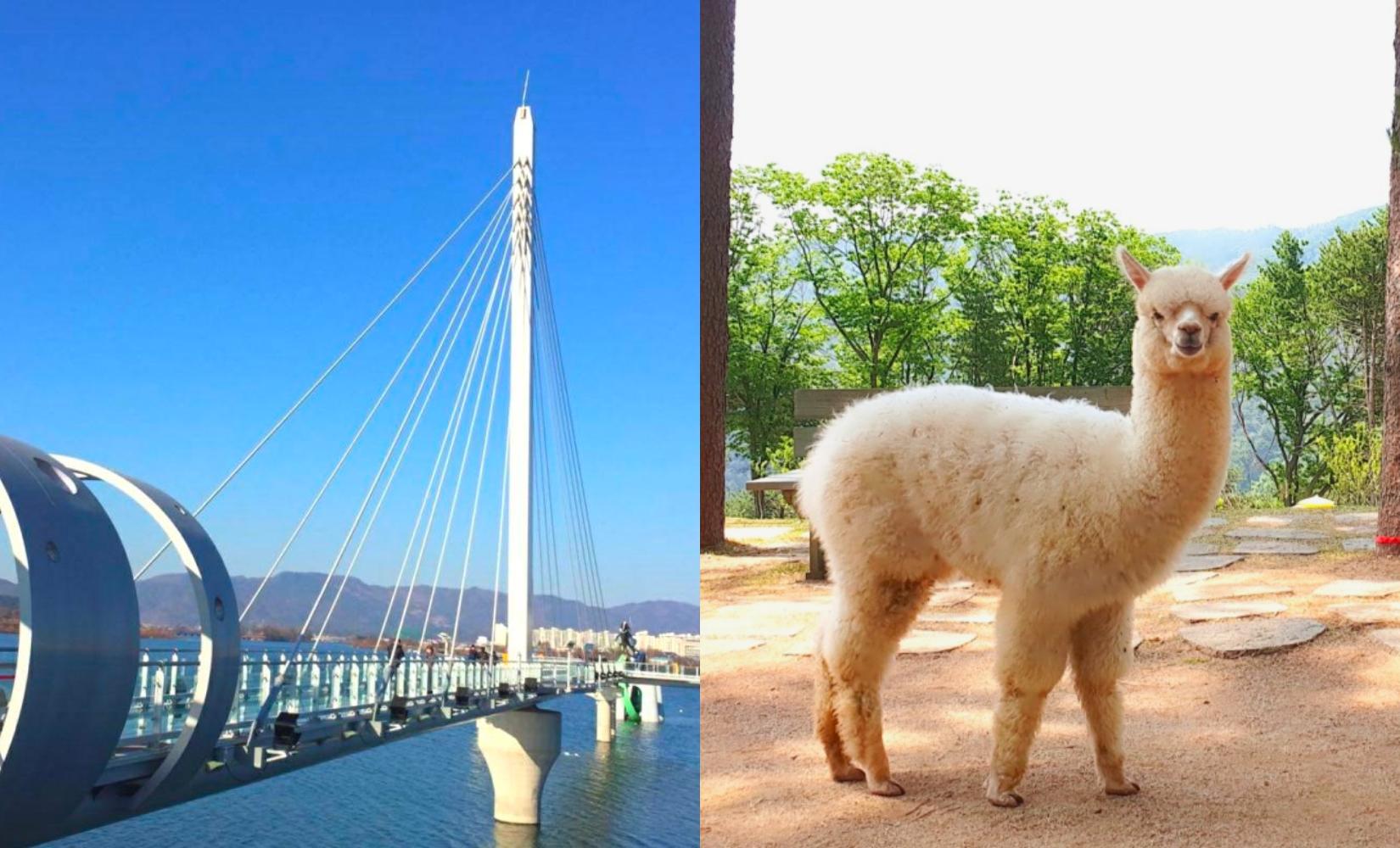 Tour 1 ngày đi Alpaca World, phố cafe Gubongsan và trải nghiệm cầu Skywalk