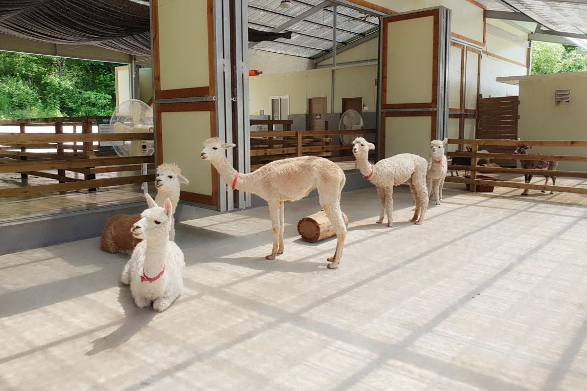 Nhóm alpacas tại khu vực trong nhà của Alpaca World, nơi du khách có cơ hội tiếp xúc gần gũi với các sinh vật đáng yêu này.