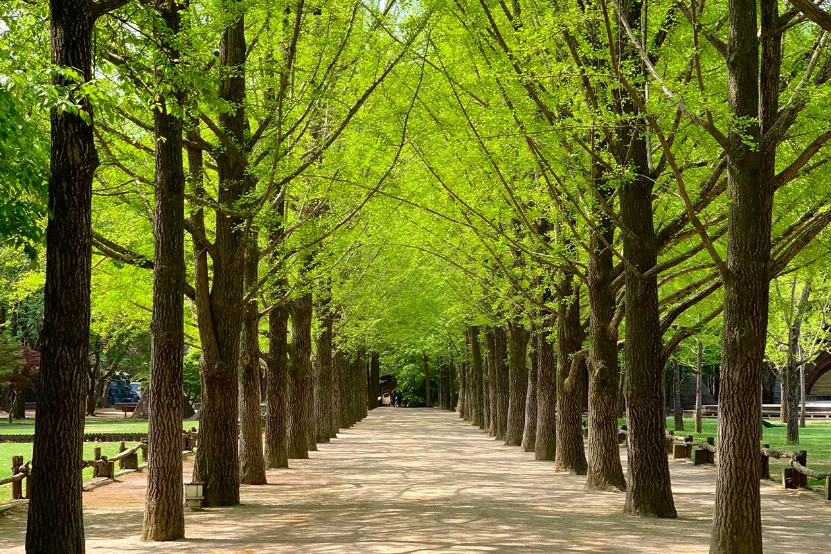 Nami Island Admission Pass (Round-trip Ferry Included)