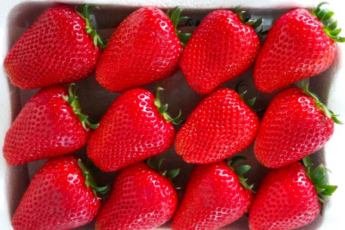 Hình ảnh dâu tây Vita Berry, giống dâu tây cao cấp nổi tiếng với hàm lượng vitamin C rất cao.