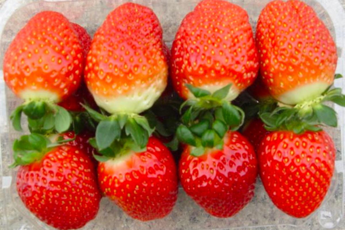 Hình ảnh dâu tây Yukbo Nhật Bản với màu đỏ tươi mắt bắt, có thể vận chuyển xa nhờ độ chắc của thịt quả.