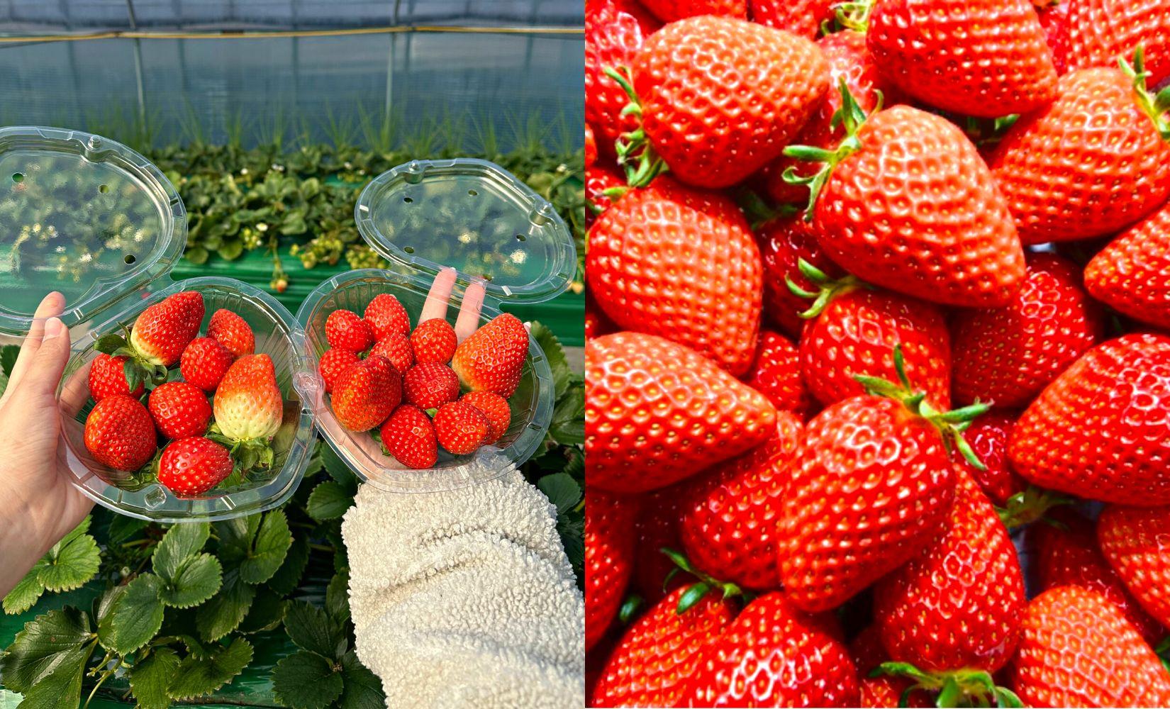 7 loại dâu tây Hàn Quốc NGON và đáng thử nhất bạn nên biết