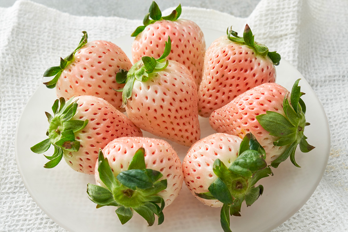 Hình ảnh dâu tây Seolhwahyang độc đáo với màu trắng từ bên trong tới bên ngoài, có hương thơm đặc biệt.