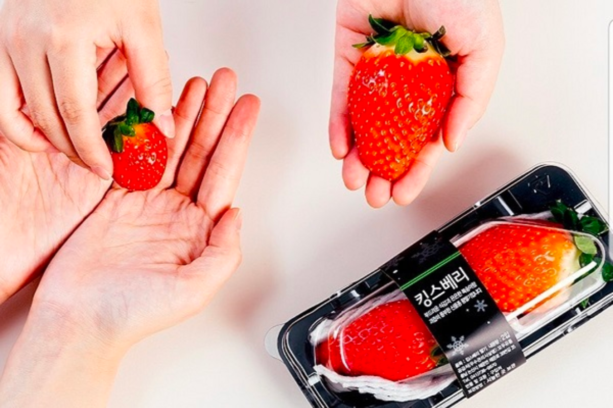 Hình ảnh dâu tây King's Berry, một loại dâu Hàn Quốc có kích thước lớn hơn 2 lần so với dâu tây thông thường.