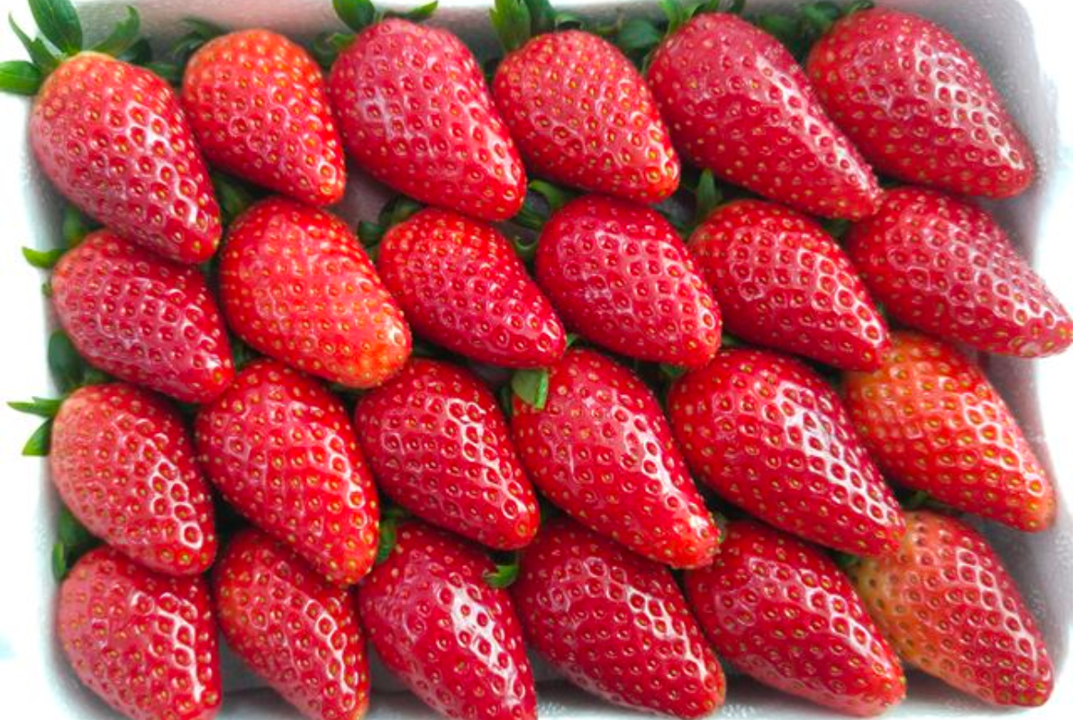 Hình ảnh dâu tây Maehyang tươi ngon, giống dâu tây Hàn Quốc được xuất khẩu, chứa hàm lượng đường cao.